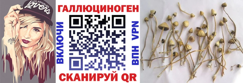 Галлюциногенные грибы Psilocybine cubensis продажа наркотиков Наволоки
